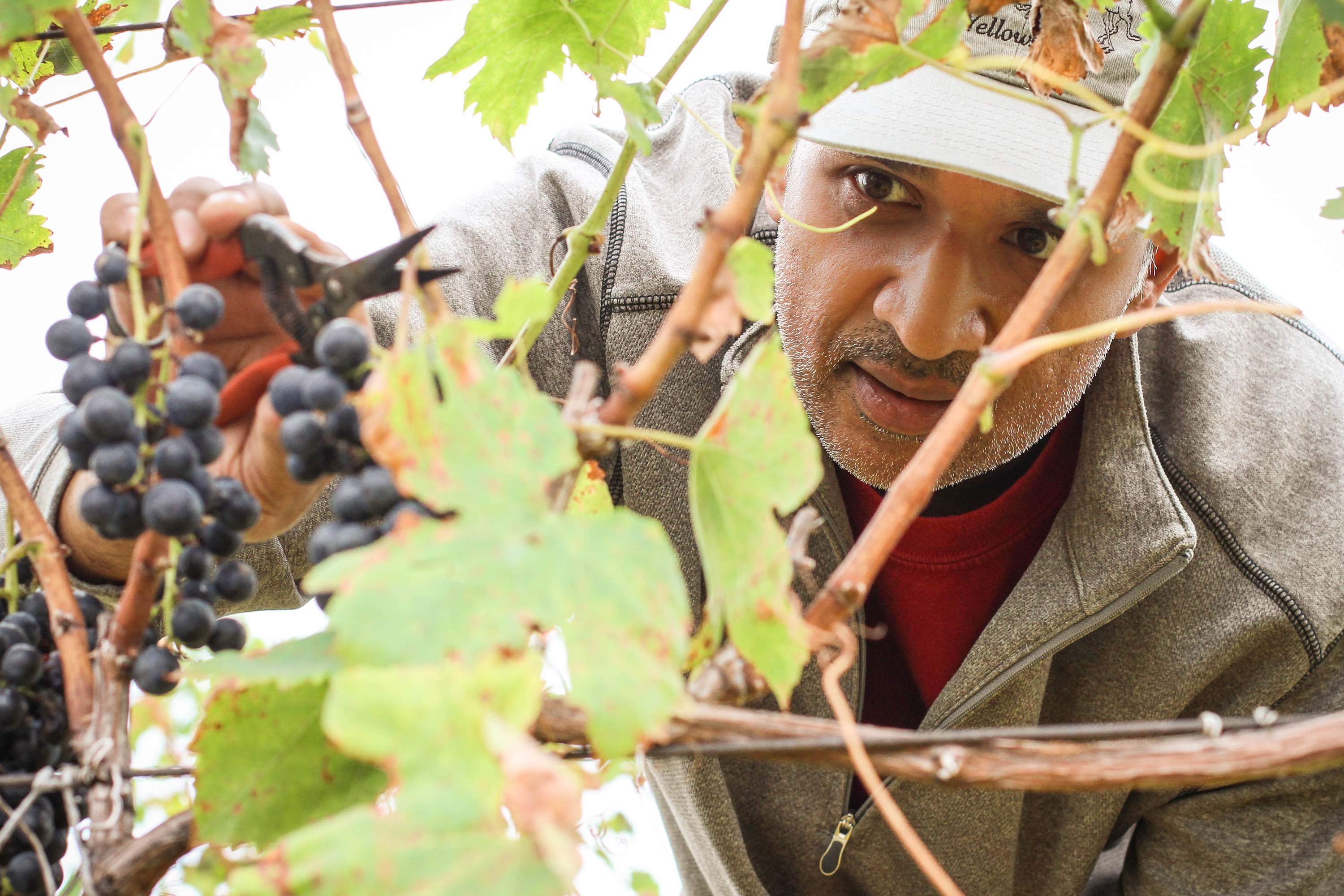 LMC Student Picking Grapes