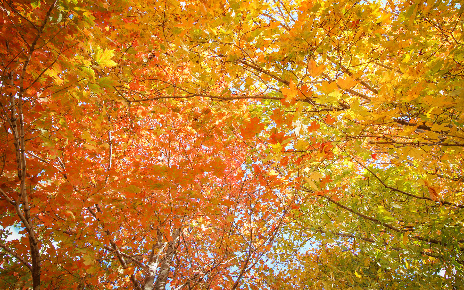 Leaves in autumn