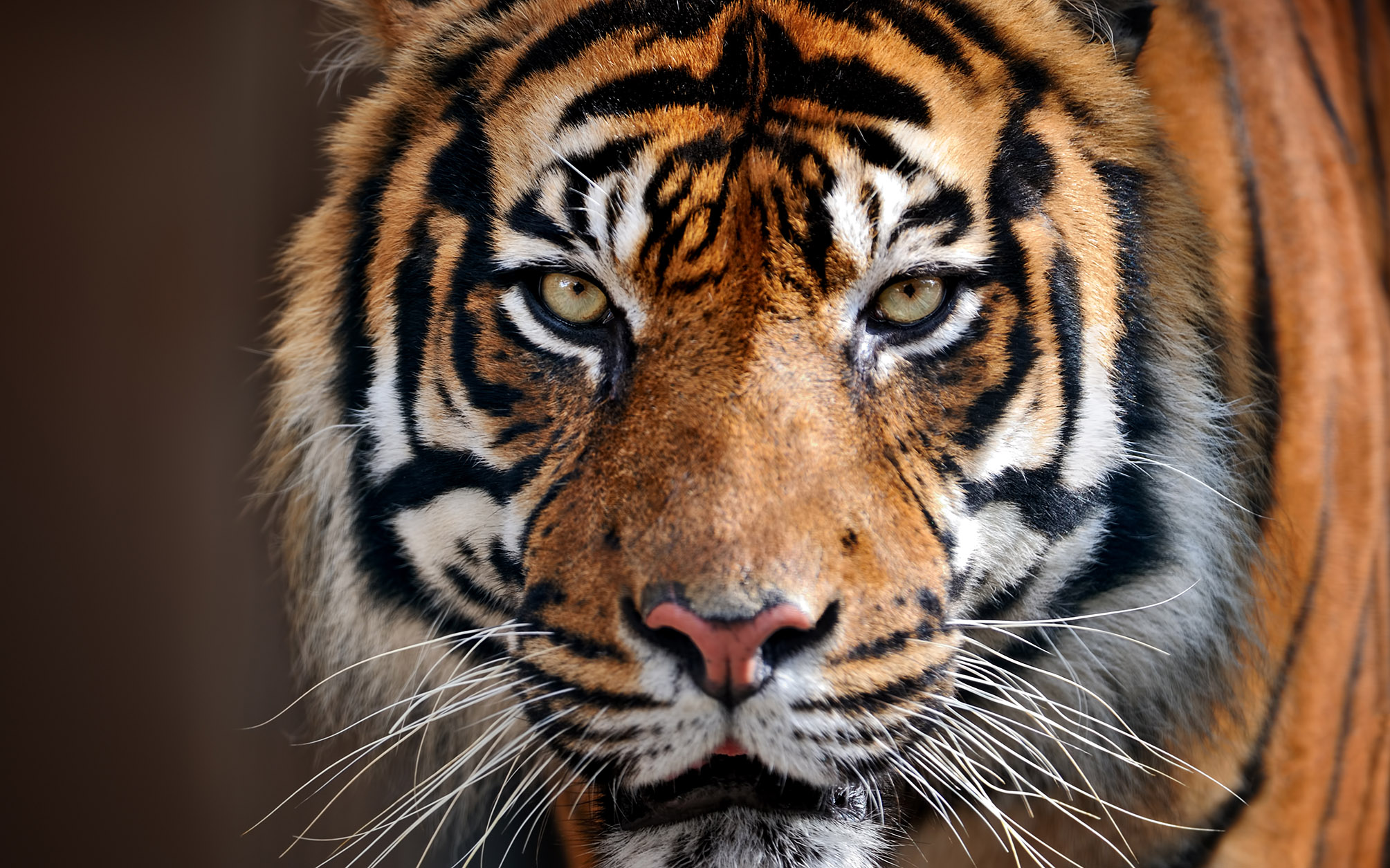 Close-up of a tiger's face.