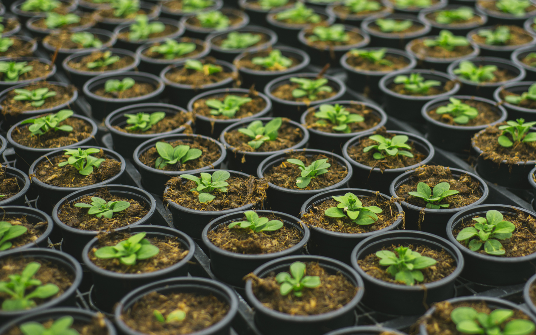 rows of plants in a greenhouse