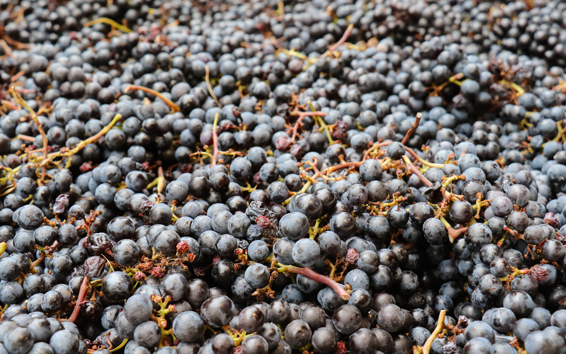 a lot of red grapes from a harvest in a bin for processing.