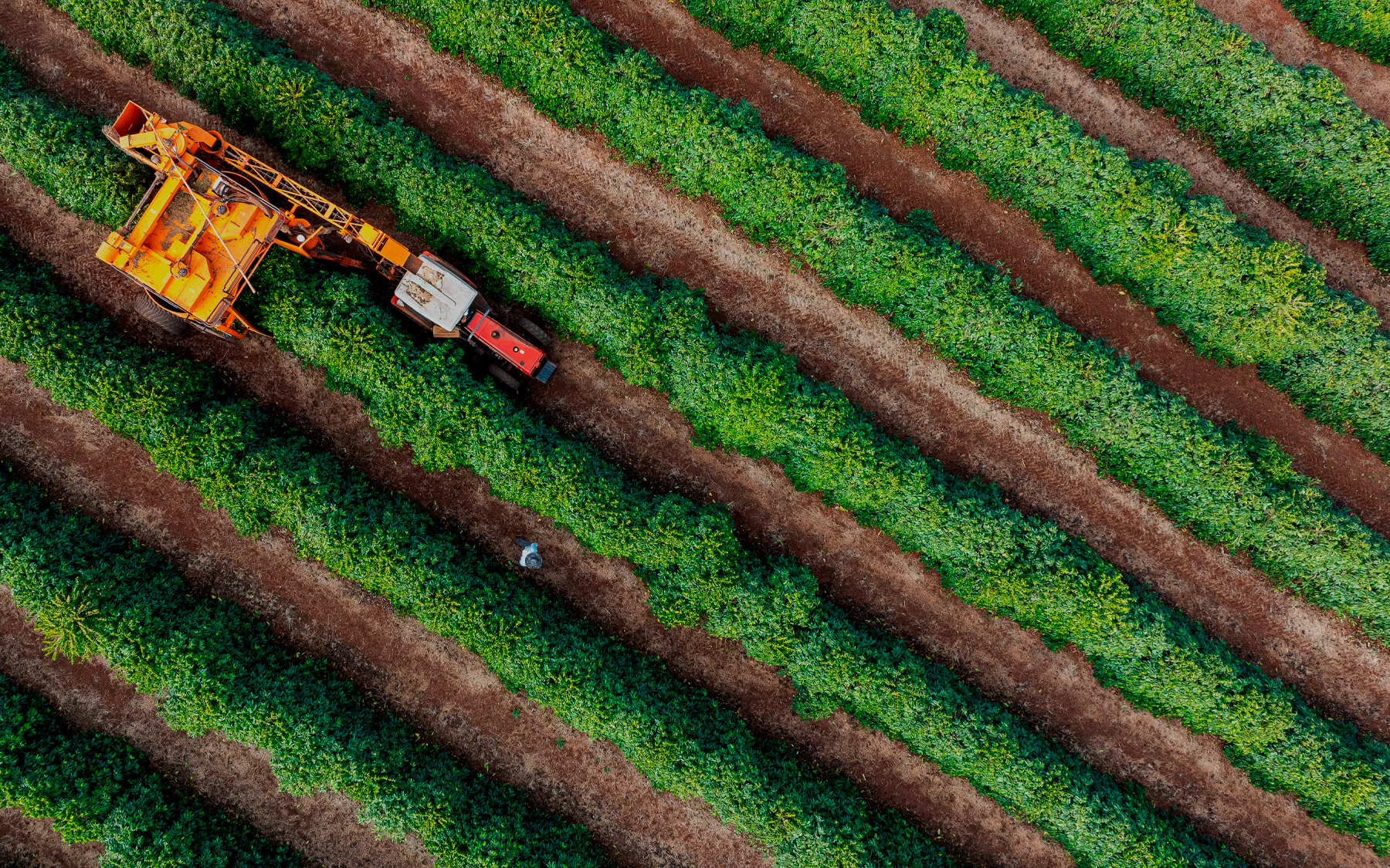 Tractor and harvester in coffee plantation.