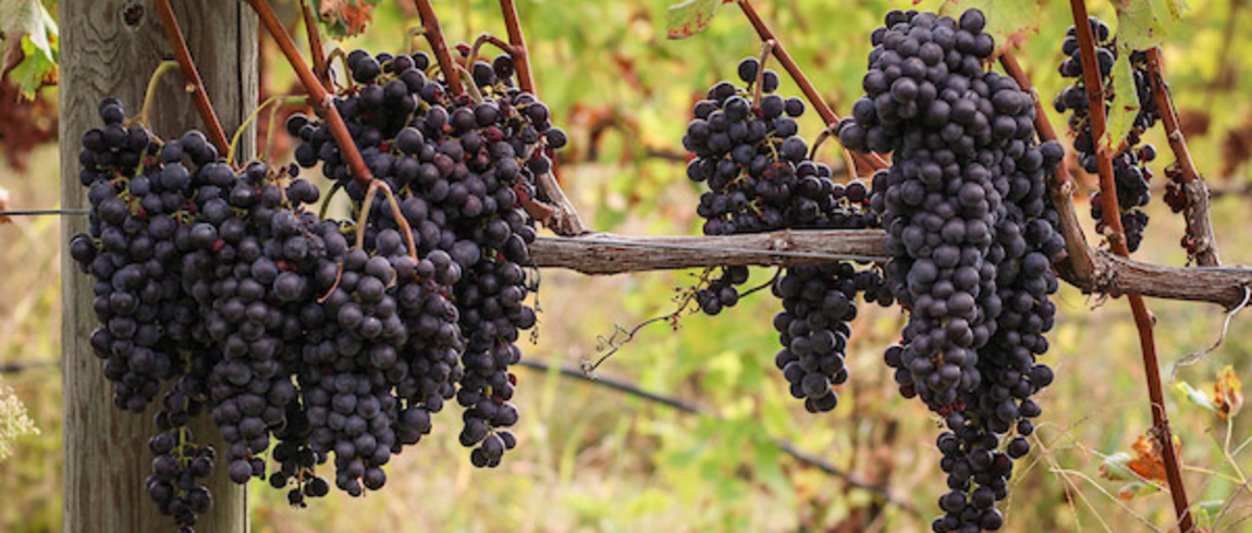 Grapes in October ready for harvest