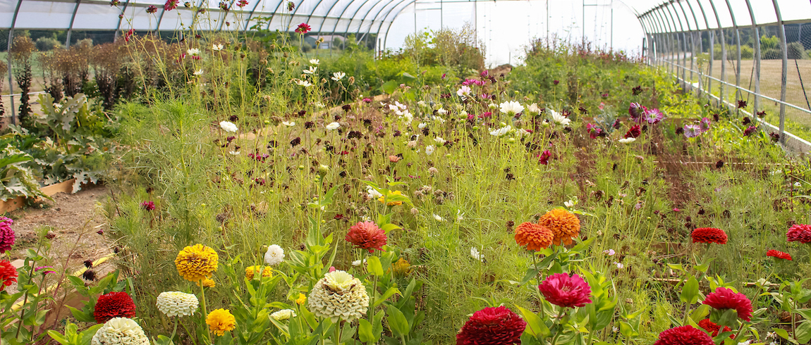 A wide view inside a hoop house greenhouse filled with a lush, slightly wild garden of mixed flowers and greenery.