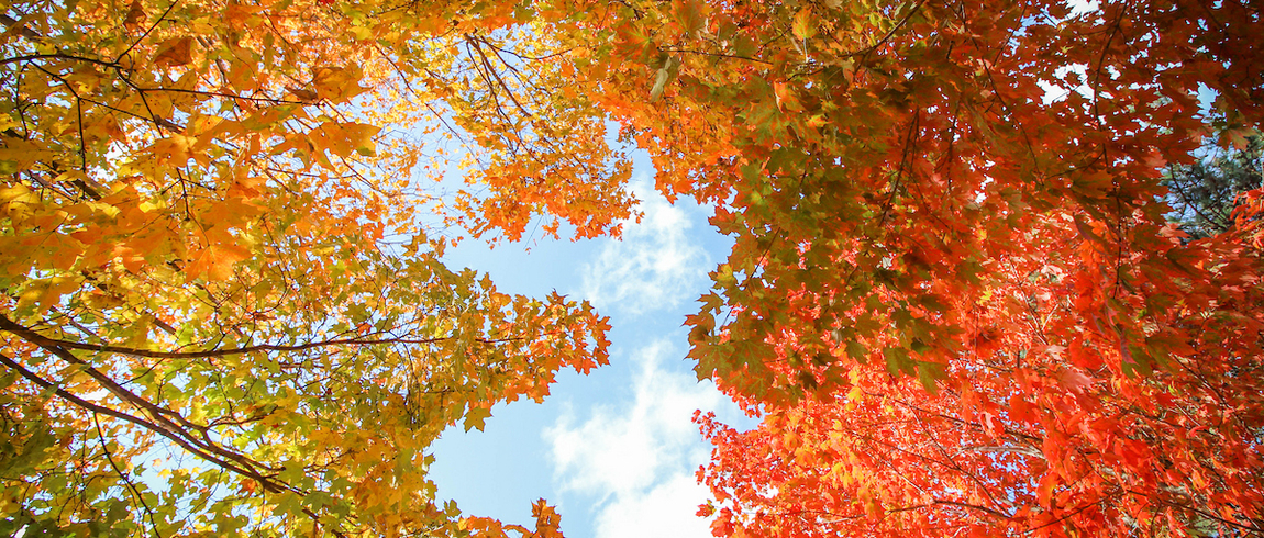 Fall trees and blue sky