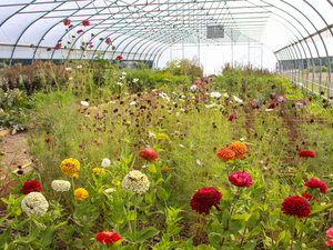 A wide view inside a hoop house greenhouse filled with a lush, slightly wild garden of mixed flowers and greenery.